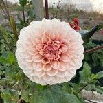 Dahlia pinnata 花