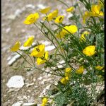 Eschscholzia hypecoides Hábito