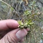 Baccharis dracunculifolia Foglia