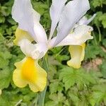 Iris orientalis Floare