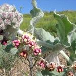 Asclepias californica Λουλούδι