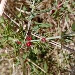 Pollichia campestris Blatt