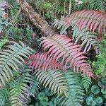 Blechnum cordatum Hàbitat