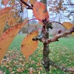 Prunus sargentii Leaf