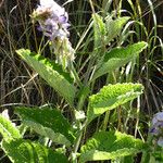 Crotalaria verrucosa Flor