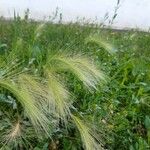 Hordeum jubatum Blatt