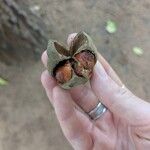 Trichilia emetica Fruto