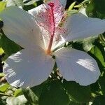 Hibiscus waimeae 花