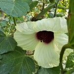 Hibiscus diversifolius Flower