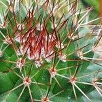 Mammillaria zeilmanniana Other