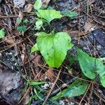 Smilax rotundifolia Habit