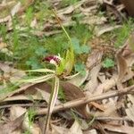 Caladenia atrovespa Flor