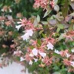 Abelia x grandiflora Flower