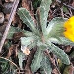 Calendula arvensis Blad