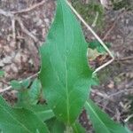 Hieracium laevigatum Frunză