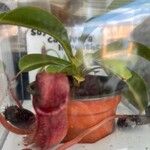 Nepenthes alata Blatt