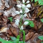 Cephalanthera longifoliaЦвят