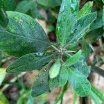 Barleria obtusa Fulla