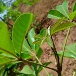 Vitex doniana Лист