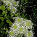 Clematis lasiantha Fruit