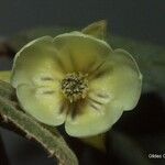 Dubouzetia guillauminii Flower