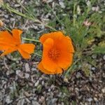 Eschscholzia californicaΛουλούδι