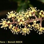 Frodinia gleasonii