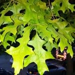 Quercus texana 葉
