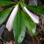Thiollierea dagostinii Hoja