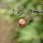 Merremia tridentata Fruit