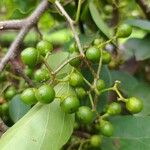 Cordia dichotoma Fruto