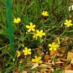 Ranunculus flammula 整株植物