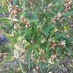 Phillyrea angustifolia Floare