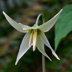Erythronium oregonum Kwiat
