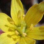 Gagea lacaitae Λουλούδι