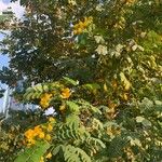 Senna surattensis Hoja