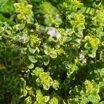 Thymus x citriodorus Flower