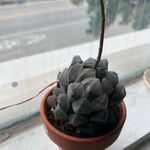 Haworthia cooperiHostoa