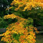 Acer palmatum Habitus