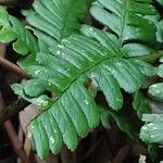 Polystichum braunii Лист