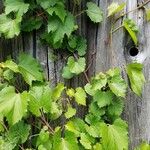 Vitis vulpina 叶