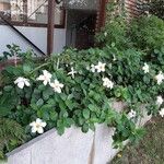 Mandevilla laxa (Ruiz & Pav.) WoodsonFlower