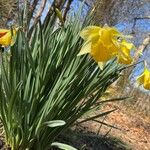 Narcissus pseudonarcissus Floro