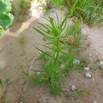 Plantago afra ശീലം