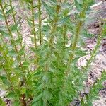 Chromolaena hirsuta Hoja
