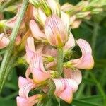 Onobrychis viciifolia Flower