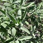 Salvia fruticosa Φύλλο