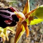 Ophrys sphegodes Blomma