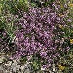 Thymus serpyllum 形態