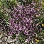 Thymus serpyllum 整株植物